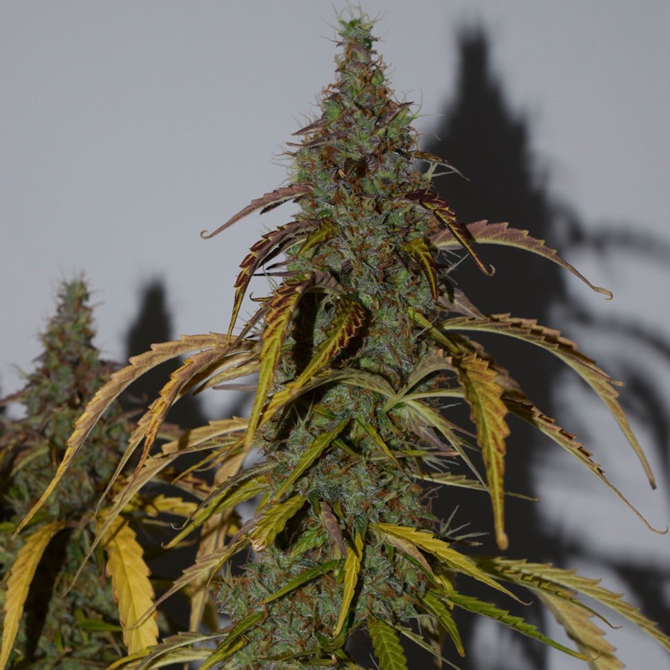 заказ семян конопли Auto Big Bud feminised заказ семян конопли Auto Big Bud feminised