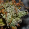 где заказать семена конопли Auto Big Bud feminised где заказать семена конопли Auto Big Bud feminised