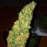 заказать семена конопли почтой Auto Big Bud feminised заказать семена конопли почтой Auto Big Bud feminised