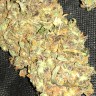 заказать качественные семена конопли Auto Big Bud feminised заказать качественные семена конопли Auto Big Bud feminised