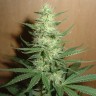 заказать семена конопли автоцвет Auto Big Bud feminised заказать семена конопли автоцвет Auto Big Bud feminised