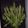 заказать семена конопли Украина Auto Big Bud feminised заказать семена конопли Украина Auto Big Bud feminised
