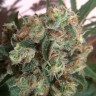 купить семена конопли в интернете Super Skunk feminised купить семена конопли в интернете Super Skunk feminised