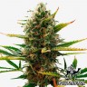 семена конопли скороспелый купить Super Skunk feminised семена конопли скороспелый купить Super Skunk feminised