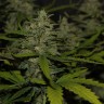 где заказать семена конопли Auto Super Mazar feminised Victory Seeds где заказать семена конопли Auto Super Mazar feminised Victory Seeds