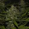 урожайные семена конопли Auto Super Mazar feminised Victory Seeds урожайные семена конопли Auto Super Mazar feminised Victory Seeds