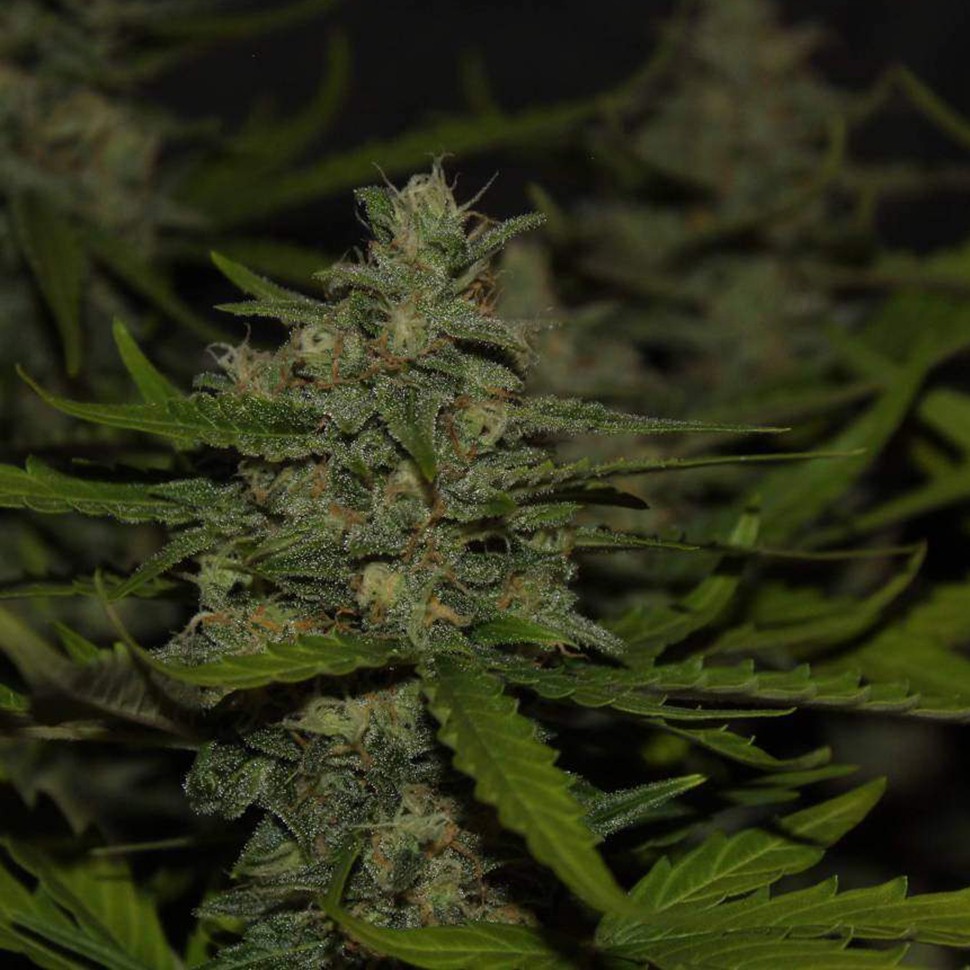урожайные семена конопли Auto Super Mazar feminised Victory Seeds урожайные семена конопли Auto Super Mazar feminised Victory Seeds