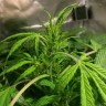 Семена  Auto AK 49 feminised Ganja Seeds Семена  Auto AK 49 feminised Ganja Seeds