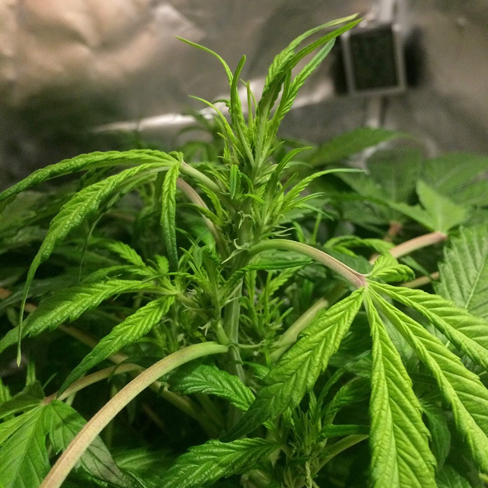 Семена  Auto AK 49 feminised Ganja Seeds Семена  Auto AK 49 feminised Ganja Seeds