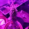 семки Auto AK 49 feminised Ganja Seeds семки Auto AK 49 feminised Ganja Seeds