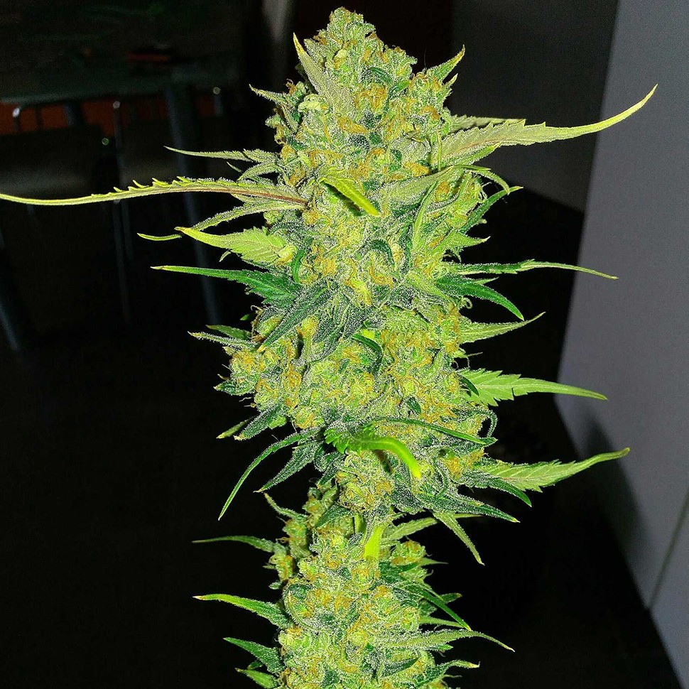 Семена марихуаны  Auto Super Lemon Haze feminised Ganja Seeds