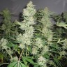 Семена Skunk x Great White Shark купить Семена Skunk x Great White Shark купить