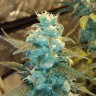 Семена  Winnie Pooh feminised Ganja Seeds Семена  Winnie Pooh feminised Ganja Seeds