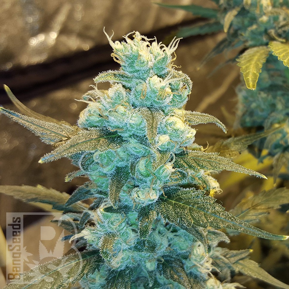 Семена  Winnie Pooh feminised Ganja Seeds