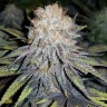 Семена  Winnie Pooh feminised Ganja Seeds Семена  Winnie Pooh feminised Ganja Seeds