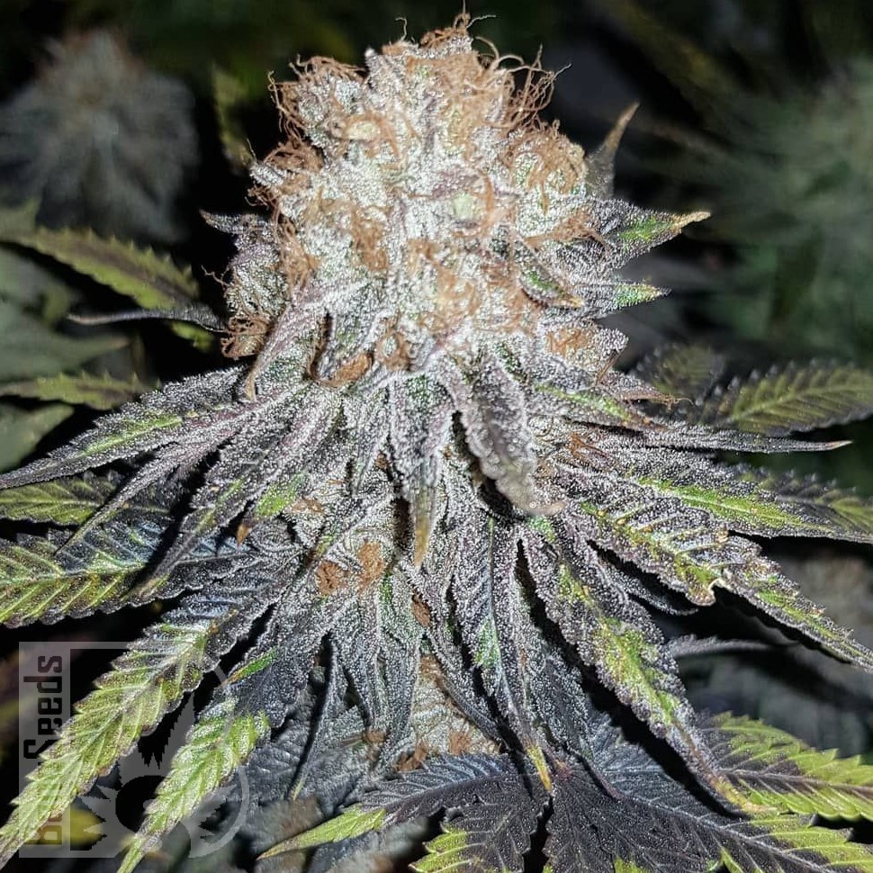 Семена  Winnie Pooh feminised Ganja Seeds Семена  Winnie Pooh feminised Ganja Seeds