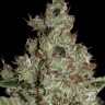 Семена  Winnie Pooh feminised Ganja Seeds Семена  Winnie Pooh feminised Ganja Seeds
