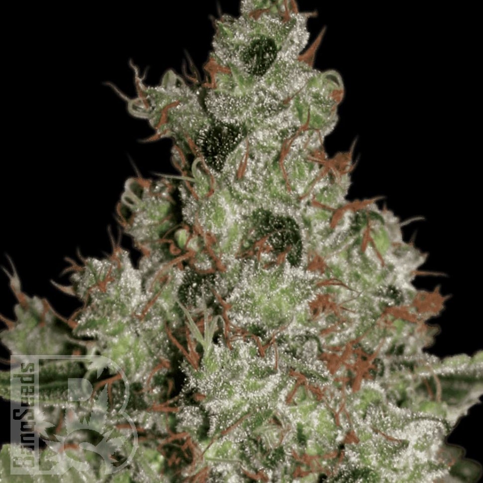 Семена  Winnie Pooh feminised Ganja Seeds Семена  Winnie Pooh feminised Ganja Seeds