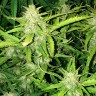 купить семена конопли недорого Auto Lowryder feminised купить семена конопли недорого Auto Lowryder feminised