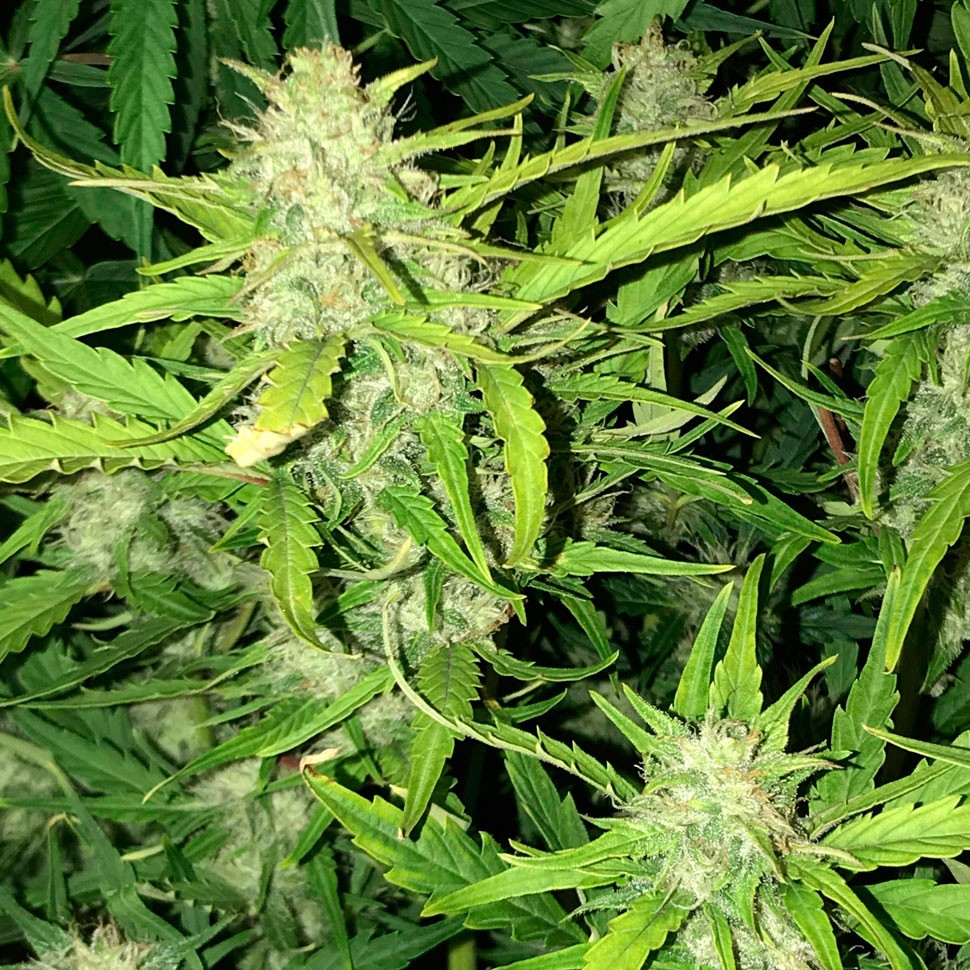 купить семена конопли недорого Auto Lowryder feminised купить семена конопли недорого Auto Lowryder feminised