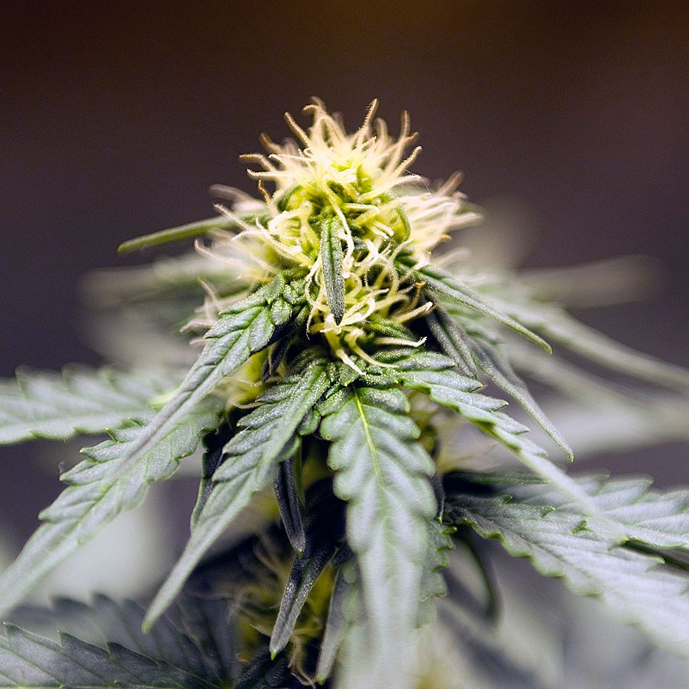 Семена конопли  Auto Lowryder feminised Ganja Seeds