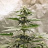 купить семена конопли аутдор Auto Lowryder feminised купить семена конопли аутдор Auto Lowryder feminised