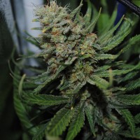 Auto Super Critical feminised Ganja Seeds
