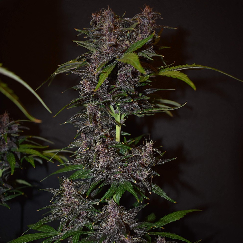 Семена марихуаны  Auto Blackberry Kush feminised Ganja Seeds