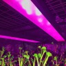 Фитосветильник Орион 33 Вт для марихуаны Фитосветильник Орион 33 Вт для марихуаны