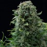 Семена каннабиса  Auto White Dwarf CBD feminised Ganja Seeds Семена каннабиса  Auto White Dwarf CBD feminised Ganja Seeds