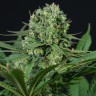 Семена каннабиса  Auto White Dwarf CBD feminised Ganja Seeds Семена каннабиса  Auto White Dwarf CBD feminised Ganja Seeds