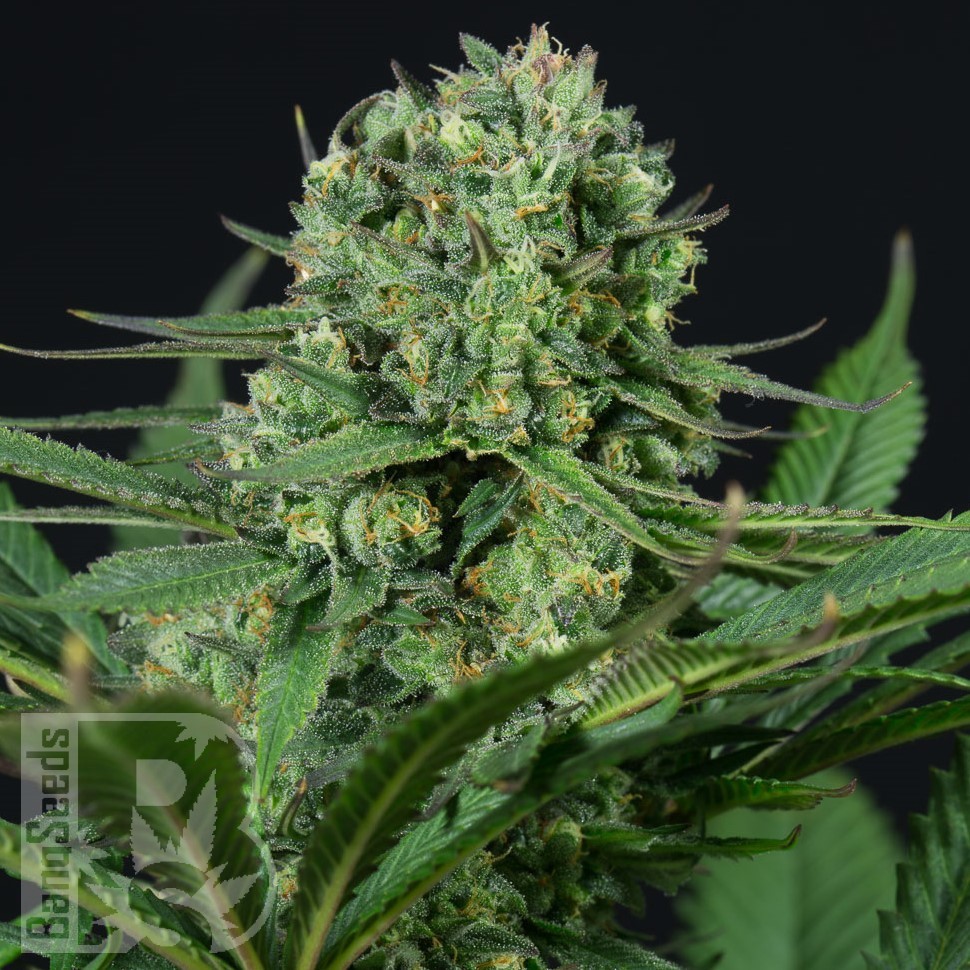 Семена каннабиса  Auto White Dwarf CBD feminised Ganja Seeds Семена каннабиса  Auto White Dwarf CBD feminised Ganja Seeds