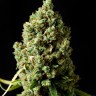 Семена каннабиса  Sharkbite feminised Ganja Seeds Семена каннабиса  Sharkbite feminised Ganja Seeds