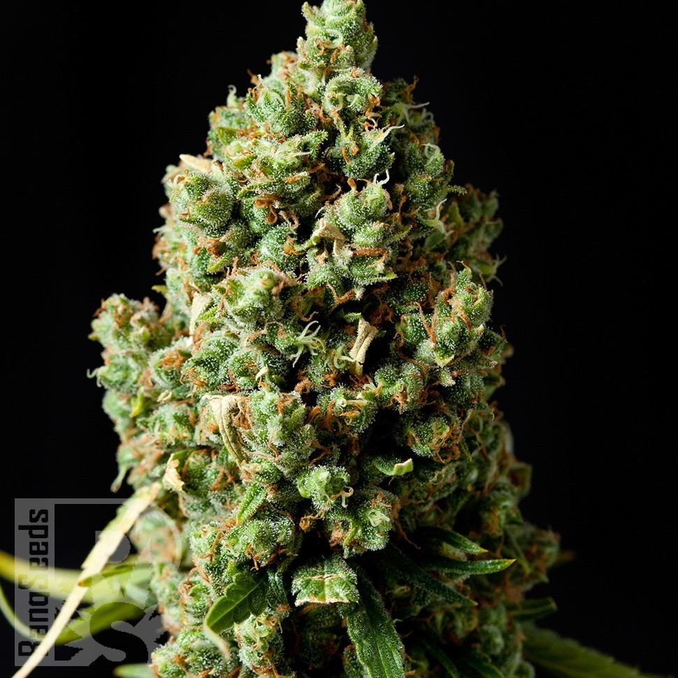 Семена каннабиса  Sharkbite feminised Ganja Seeds Семена каннабиса  Sharkbite feminised Ganja Seeds