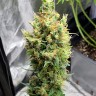 Семена каннабиса  Sharkbite feminised Ganja Seeds Семена каннабиса  Sharkbite feminised Ganja Seeds