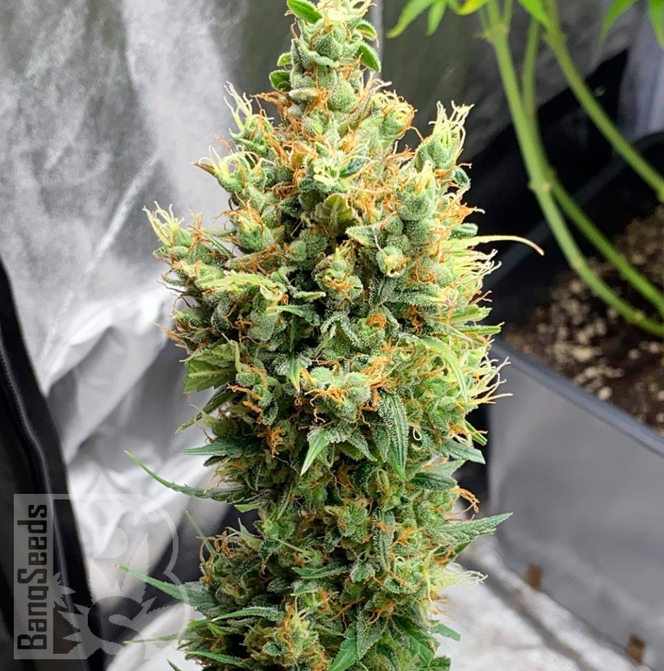 Семена каннабиса  Sharkbite feminised Ganja Seeds