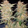 Семена марихуаны  Yolka (Spruce) feminised Ganja Seeds Семена марихуаны  Yolka (Spruce) feminised Ganja Seeds