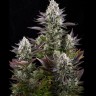 Семена марихуаны  Yolka (Spruce) feminised Ganja Seeds Семена марихуаны  Yolka (Spruce) feminised Ganja Seeds