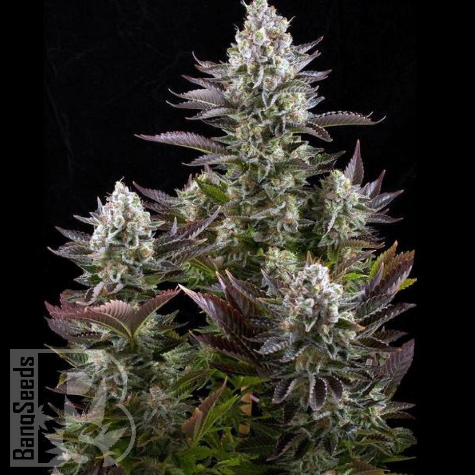 Семена марихуаны  Yolka (Spruce) feminised Ganja Seeds Семена марихуаны  Yolka (Spruce) feminised Ganja Seeds