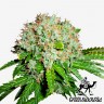 купить семена конопли для выращивания White Widow feminised купить семена конопли для выращивания White Widow feminised