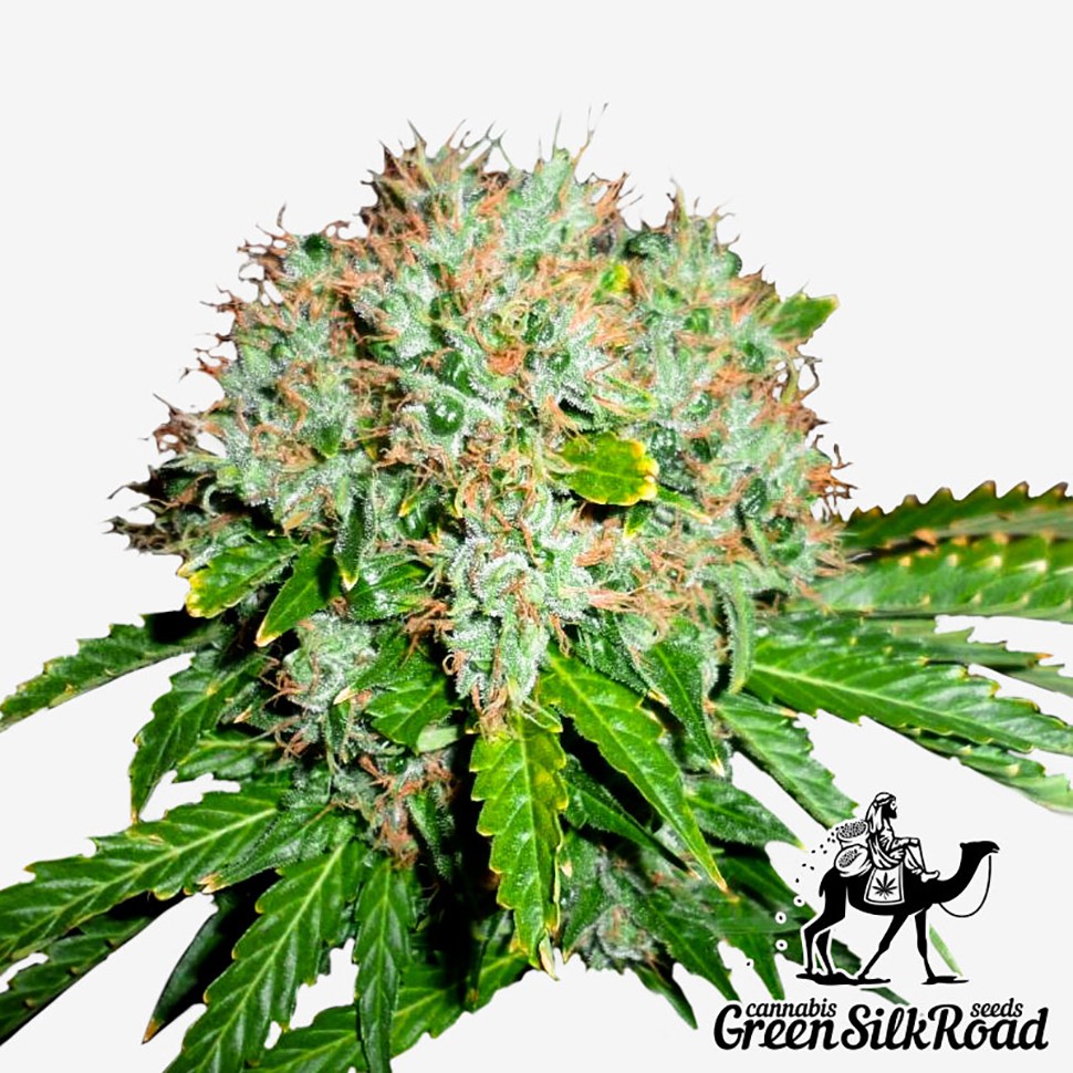 Семена марихуаны  White Widow feminised Green Silk Road Seeds