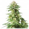 купить семена конопли медицинской White Widow feminised купить семена конопли медицинской White Widow feminised