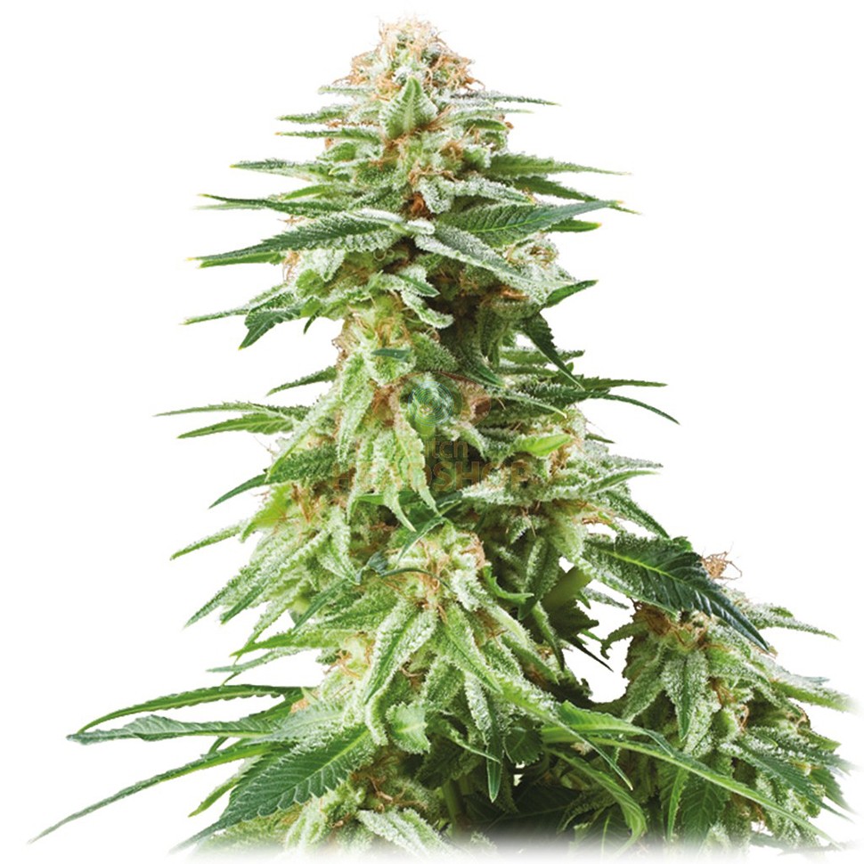 купить семена конопли медицинской White Widow feminised купить семена конопли медицинской White Widow feminised