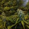 купить семена конопли Auto White Widow feminised Victory Seeds купить семена конопли Auto White Widow feminised Victory Seeds