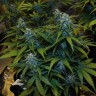 семена конопли bang seeds Auto White Widow feminised Victory Seeds семена конопли bang seeds Auto White Widow feminised Victory Seeds