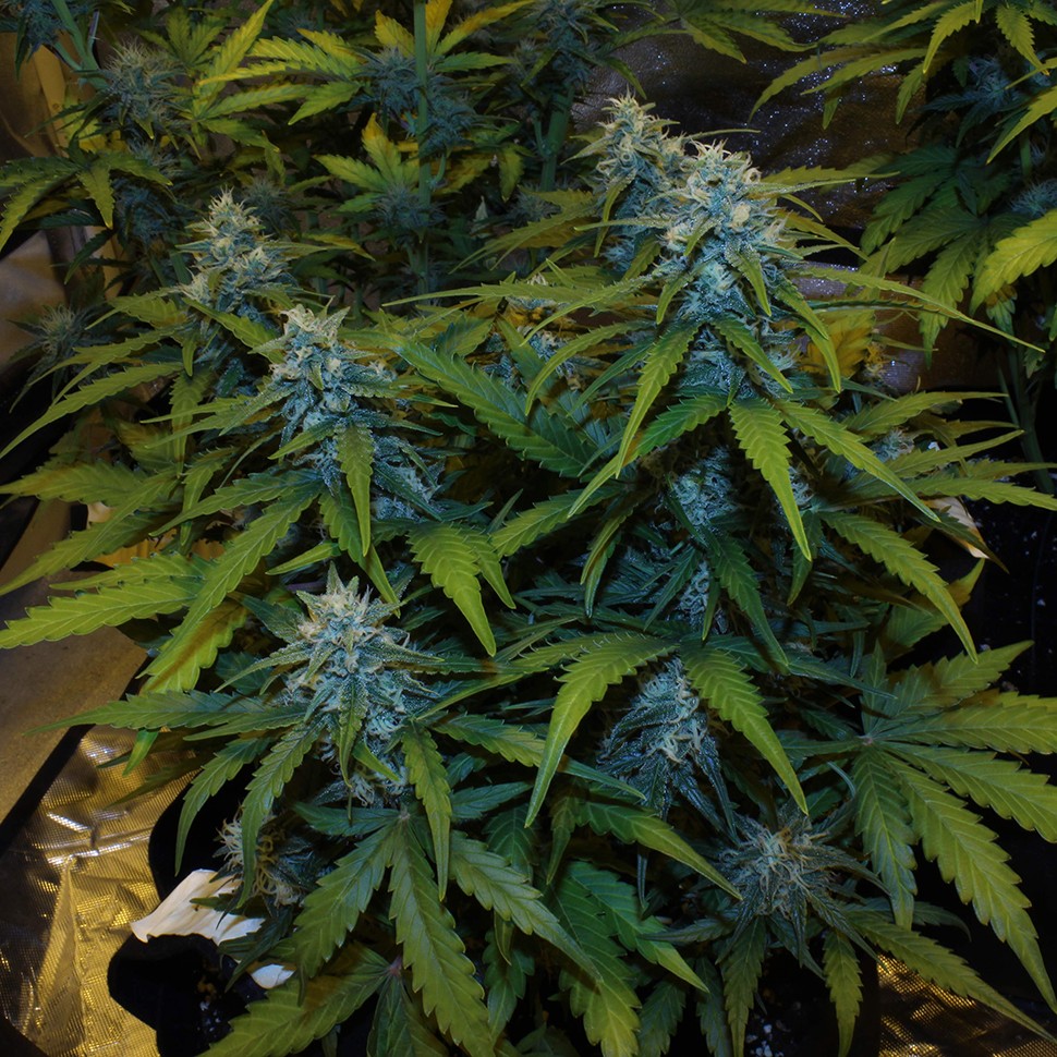 семена конопли bang seeds Auto White Widow feminised Victory Seeds семена конопли bang seeds Auto White Widow feminised Victory Seeds