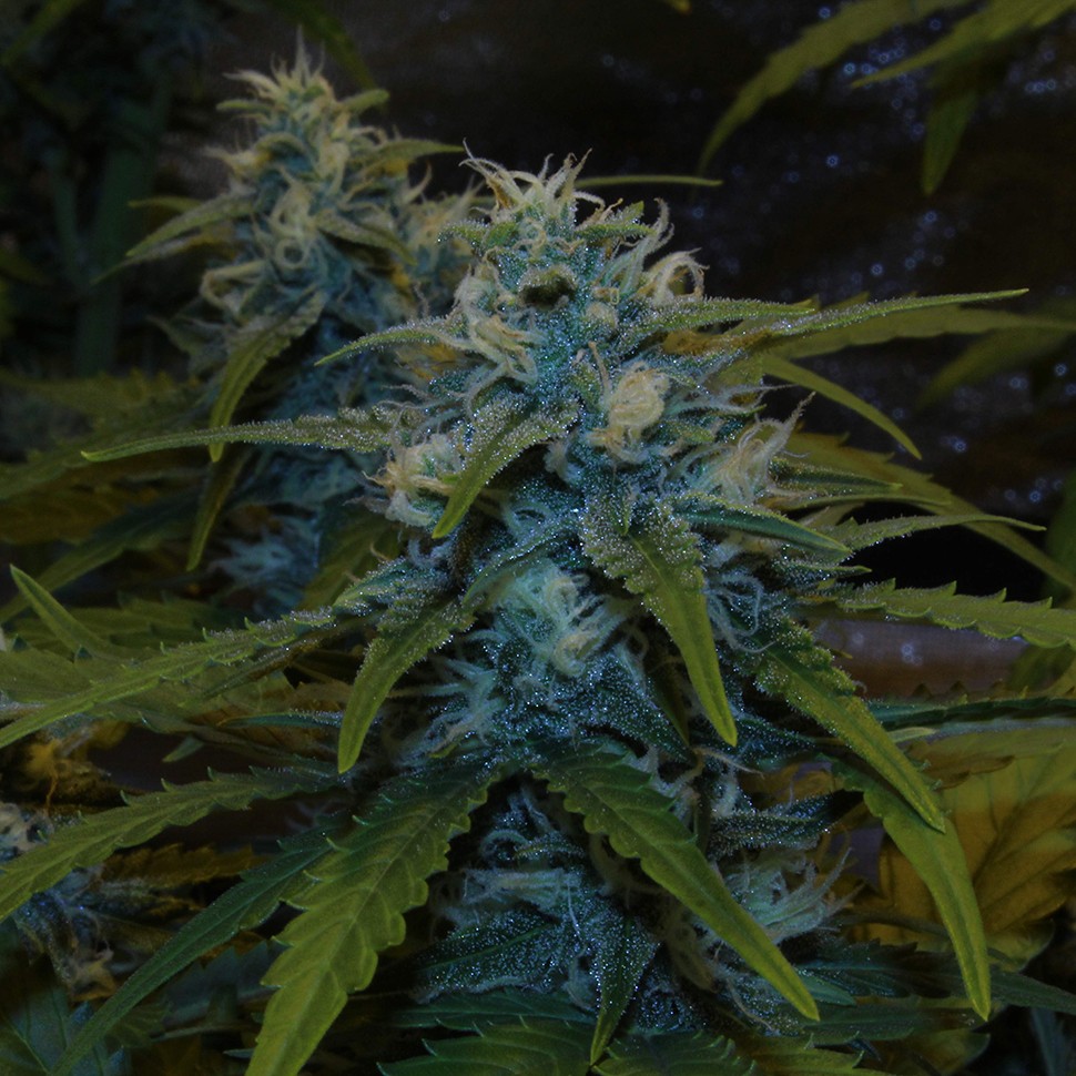 семена конопли наложенным платежом Auto White Widow feminised Victory Seeds семена конопли наложенным платежом Auto White Widow feminised Victory Seeds