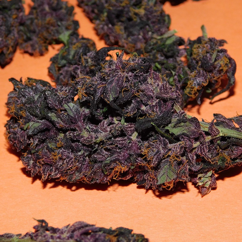 феминизированные семена конопли Auto Bloody Skunk feminised Ganja Seeds феминизированные семена конопли Auto Bloody Skunk feminised Ganja Seeds