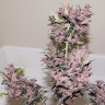 семена конопли с доставкой почтой Auto Bloody Skunk feminised Ganja Seeds семена конопли с доставкой почтой Auto Bloody Skunk feminised Ganja Seeds