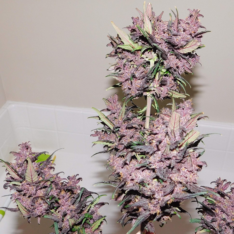 семена конопли с доставкой почтой Auto Bloody Skunk feminised Ganja Seeds семена конопли с доставкой почтой Auto Bloody Skunk feminised Ganja Seeds